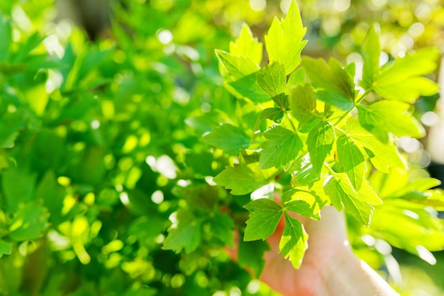 Planta lovage, close-up de mão com folhas de primavera no mato, comida picante, vegetais verdes folhosos, jardinagem, ervas no jardim