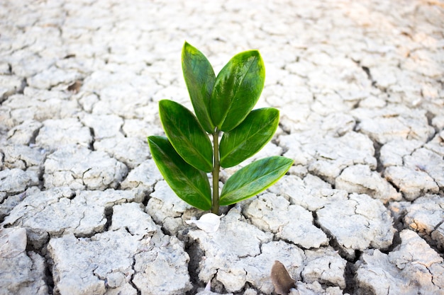 Planta luchando por la vida.