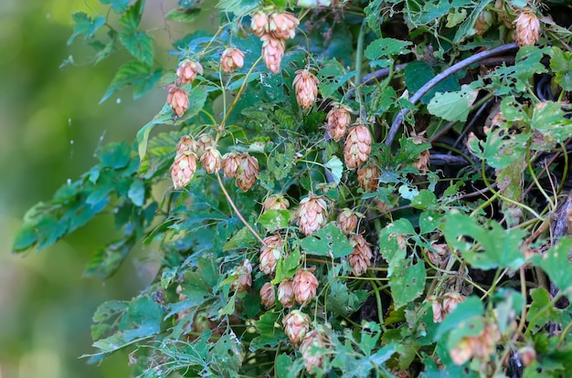 Planta de lúpulo común