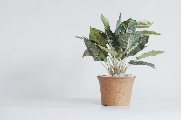 Planta en una maceta aislada sobre fondo blanco con espacio de copia