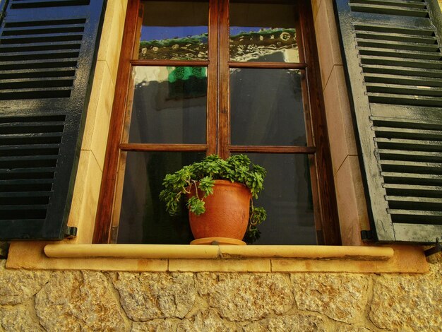 Foto planta en maceta en el alféizar de la ventana de la casa