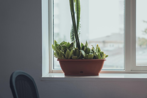 Planta en maceta en el alféizar de la ventana en casa