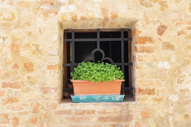 Planta en una maceta en el alféizar de la ventana.