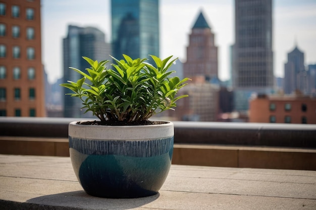 Planta en maceta en el balcón con el horizonte de la ciudad