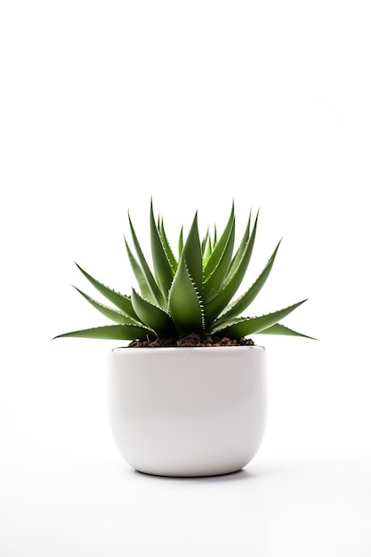 Una planta en una maceta blanca con un fondo blanco.