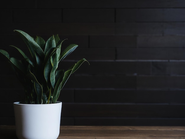 Foto una planta en una maceta blanca sobre un suelo de madera.