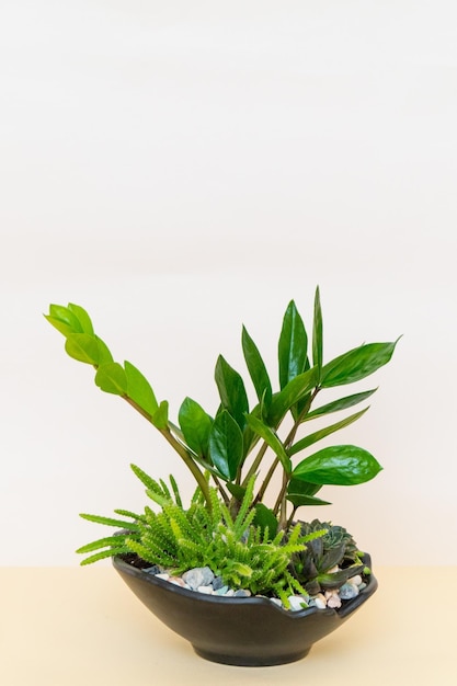 Planta en maceta casera sobre un fondo blanco y amarillo