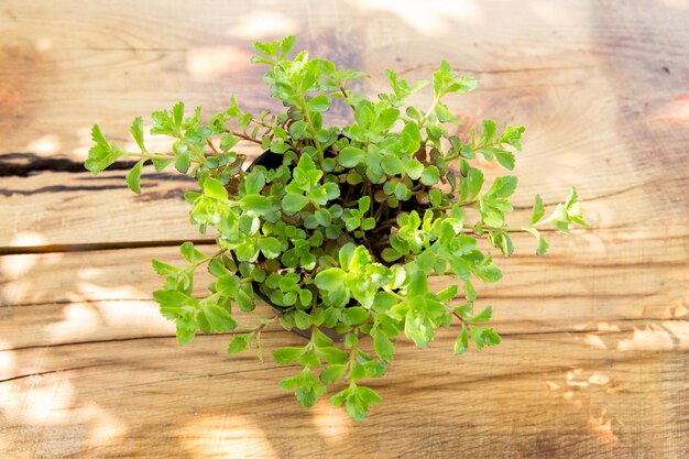 Planta en maceta en el concepto de jardinería de mesa de madera