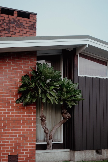 Foto planta en maceta contra la casa