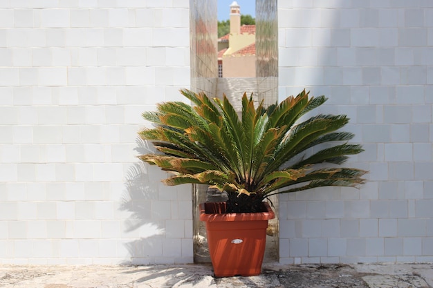 Planta en maceta contra la pared