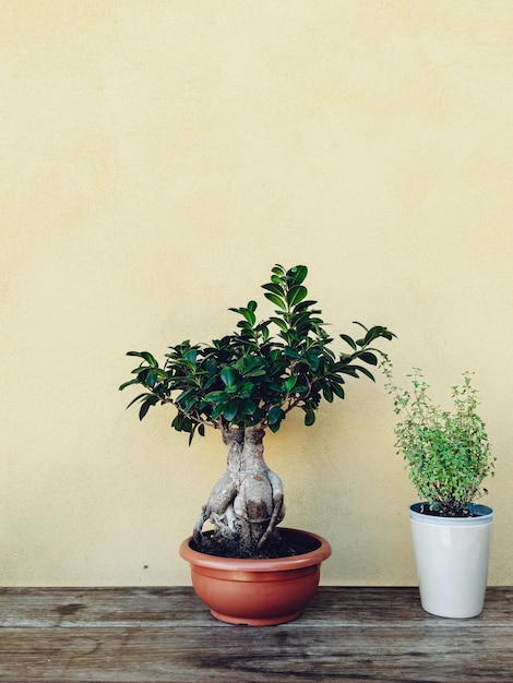 Foto planta en maceta contra la pared