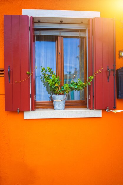 Planta en maceta contra la pared