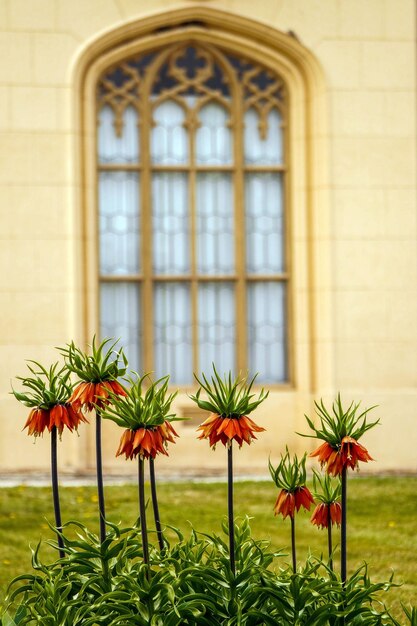 Foto planta en maceta contra la ventana del edificio