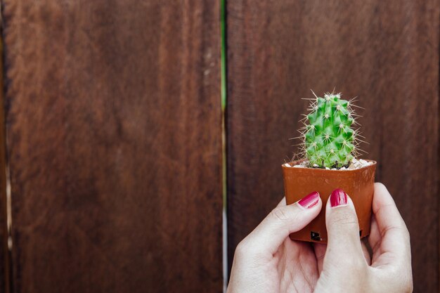 Foto planta en maceta cortada con la mano