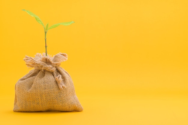 Planta en una maceta creciendo