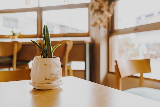 Planta en maceta decoración en mesa