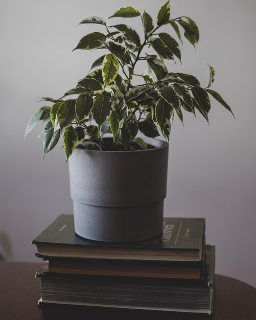 La planta en maceta de ficus está en los libros sobre jardinería