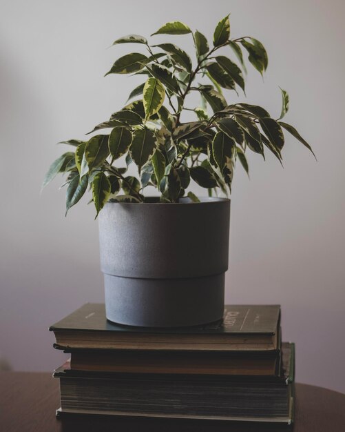 La planta en maceta de ficus está en los libros sobre jardinería