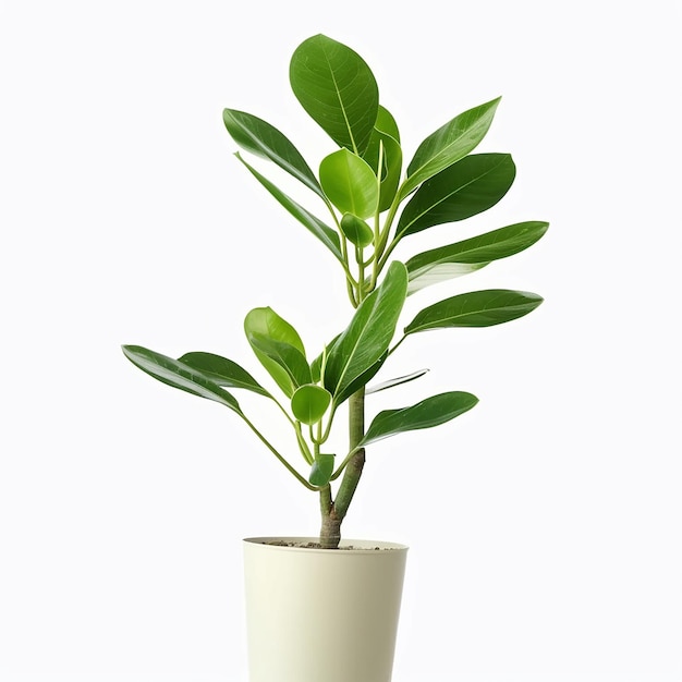 Una planta en una maceta con un fondo blanco.