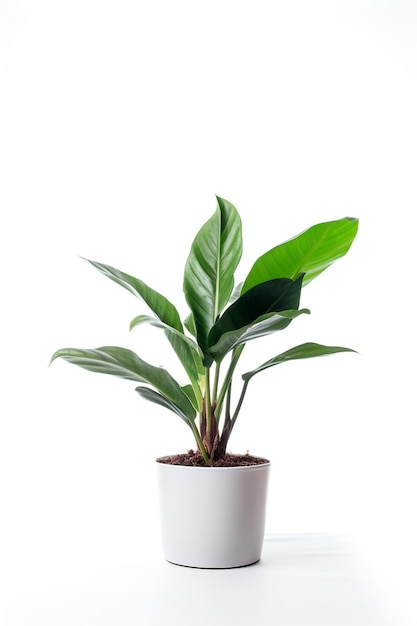 Una planta en una maceta con un fondo blanco.