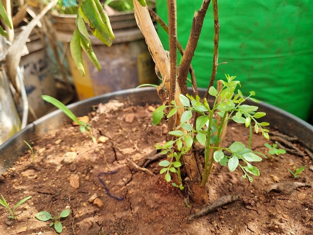 Una planta en una maceta con un fondo verde.