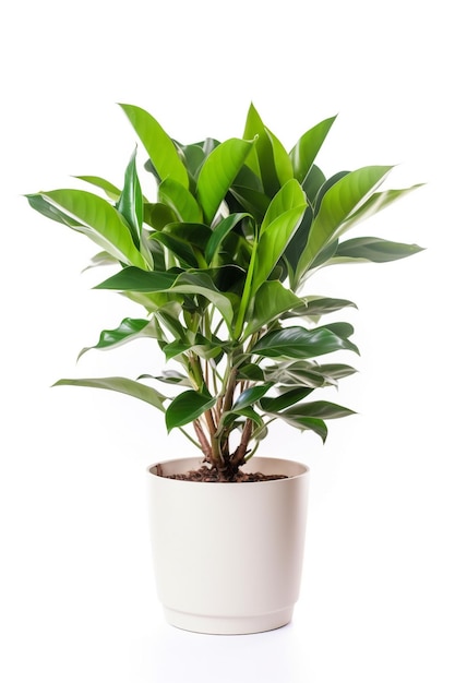 Una planta en maceta con hojas verdes en una maceta blanca