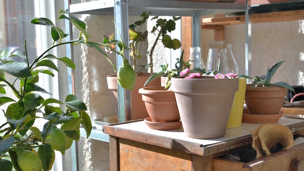 Planta en maceta en mesita y equipo de jardinería en un invernadero