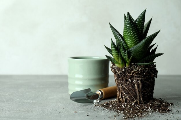 Planta, maceta y pala de jardín en mesa con textura gris