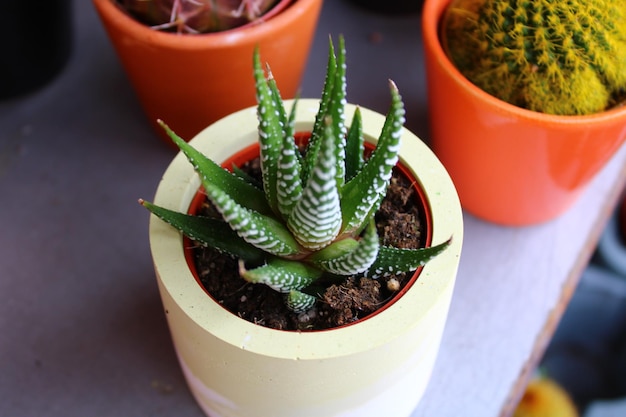 Una planta en maceta con una planta que dice aloe vera.