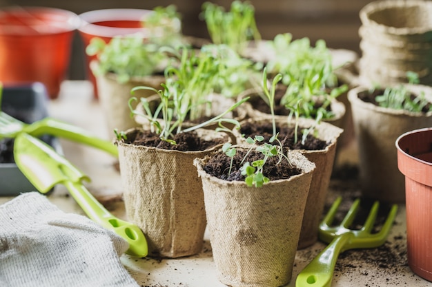 Planta en maceta de plántulas de turba sobre una mesa de madera