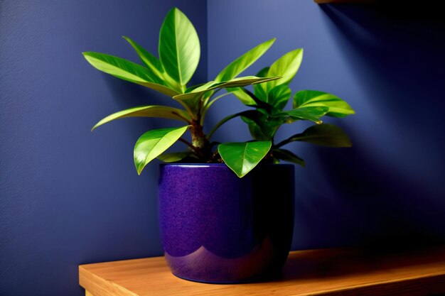 Una planta en maceta sentada encima de una mesa de madera