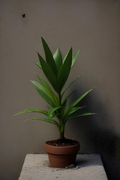 Una planta en maceta sentada encima de una mesa