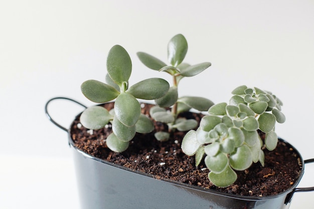 Planta en maceta sobre un fondo aislado