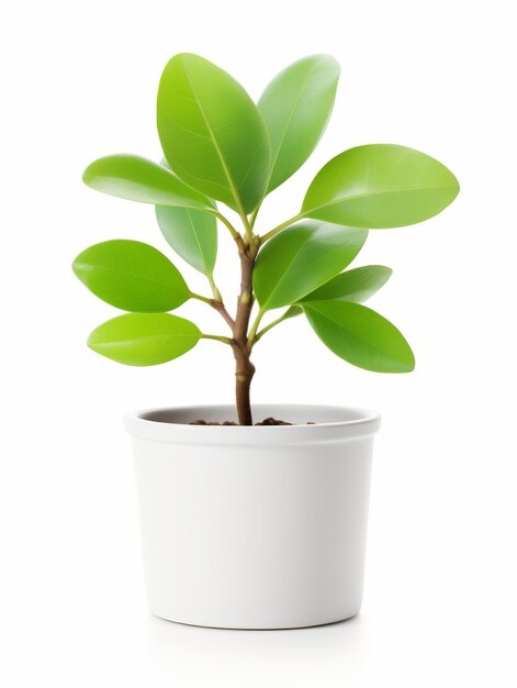 Foto planta en una maceta sobre fondo blanco.