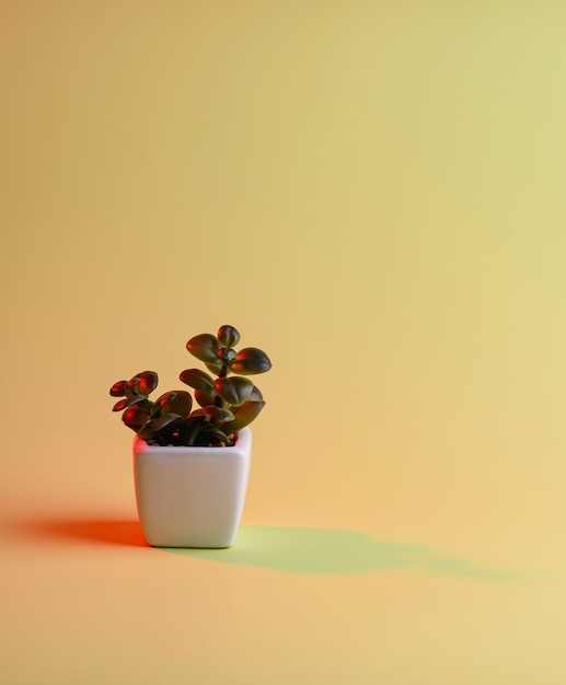 Planta en maceta con sombras de colores dobles