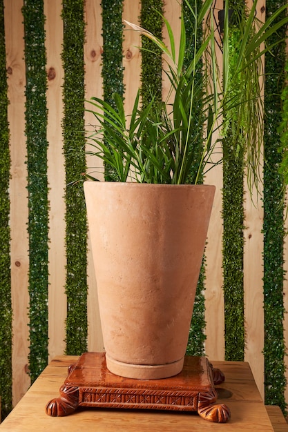 Planta en macetas de barro sobre mesa de madera