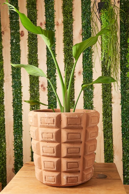 Planta en macetas de barro sobre mesa de madera