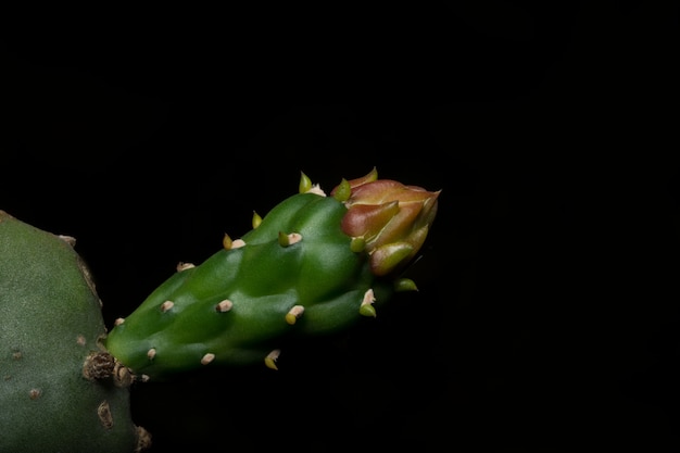 Planta macro de fondo