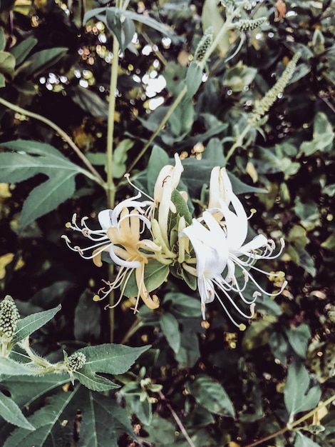 Planta de madreselva de miel