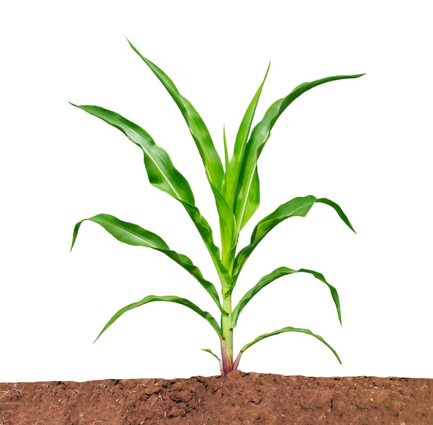 Planta de maíz aislada en un fondo blanco con trazados de recorte para el diseño de jardines