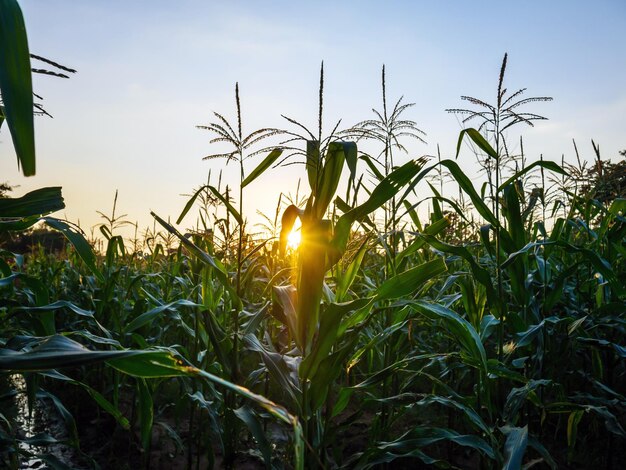 Planta de maíz en el campo de maíz al atardecer