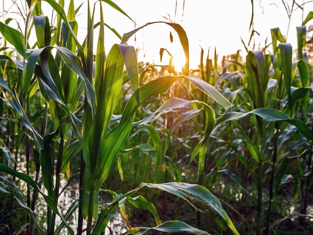 Foto planta de maíz en el campo de maíz al atardecer