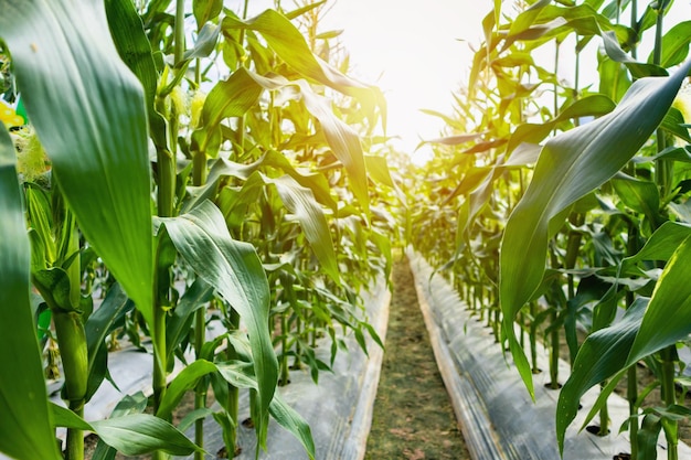 Planta de maíz con crecimiento de hojas verdes en el campo agrícola al aire libre al atardecer