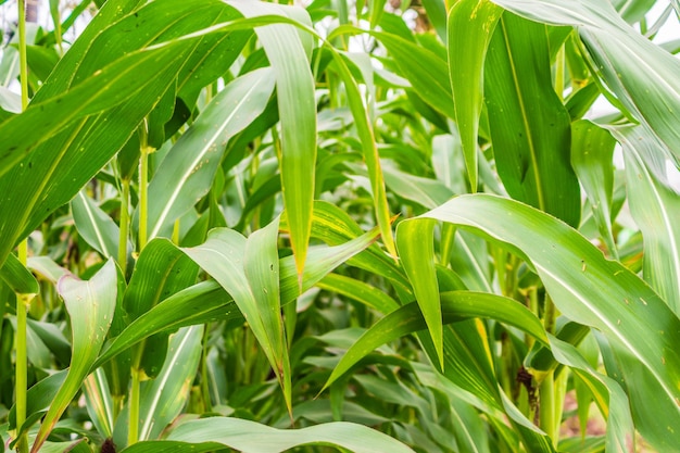 Planta de maíz con crecimiento de hojas verdes en el campo agrícola al aire libre