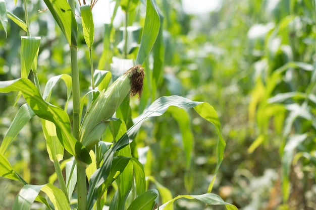 Planta de maíz dulce en el campo