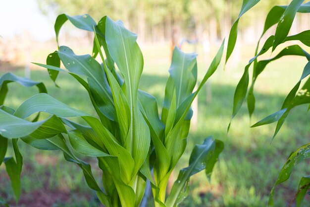 La planta de maíz está emergiendo en el jardín con un sistema de riego por goteo.