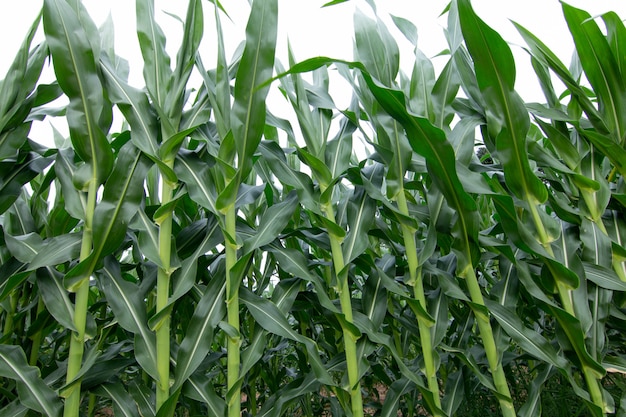 Planta de maíz verde en campo de maíz