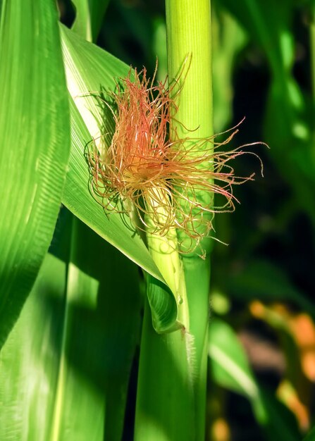 Una planta de maíz verde con una flor roja y blanca.