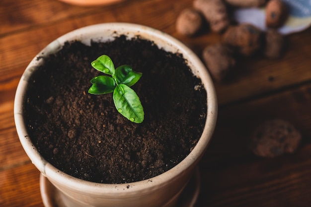 Planta de mandarina joven en maceta de cerámica