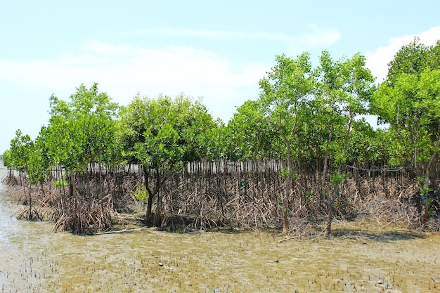 Planta de manglar en la orilla del mar